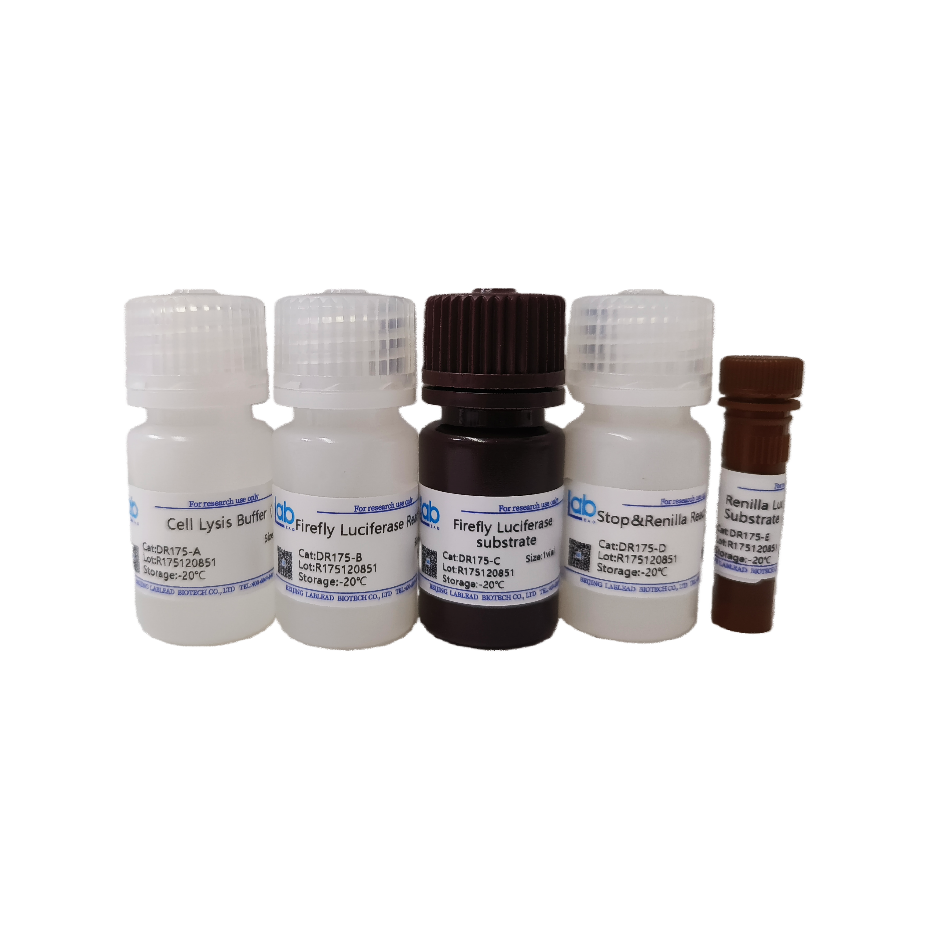 双荧光素报告基因检测试剂盒（货号：DR175）
