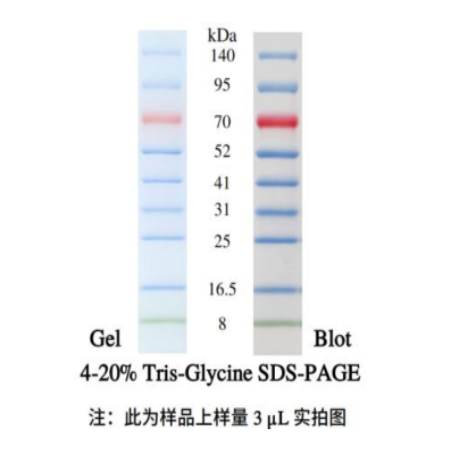 预染蛋白Marker 8-140KD（货号：P1014）